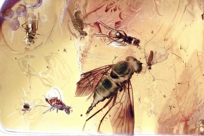Fossil Predatory Snipe Fly, Flies, and Oribatid Mite In Baltic Amber #367517